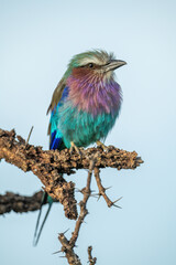 Lilac-breasted roller perches on thornbush watching camera