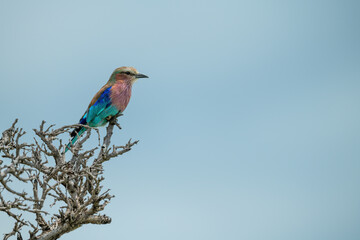 Lilac-breasted roller in tree under blue sky