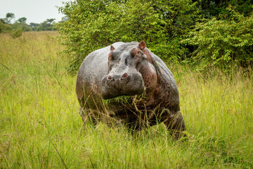 Hippo stands near bushes eating grass mouthful