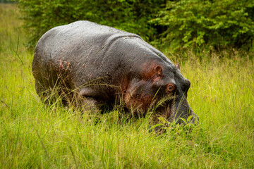 Hippo stands in tall grass watching camera