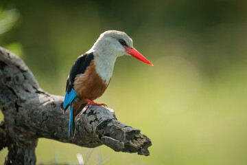 Grey-headed kingfisher looks down from dead branch