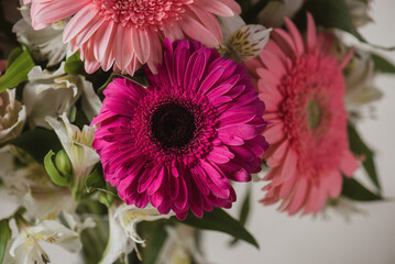 magenta and pink gerberas 