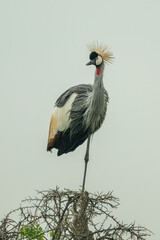 Grey crowned crane watching camera from thornbush