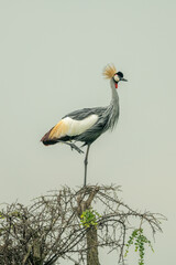 Grey crowned crane stands on one leg