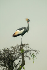 Grey crowned crane on thornbush eyeing camera