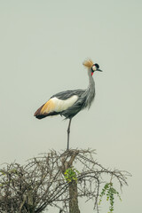 Grey crowned crane in profile on bush