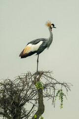 Grey crowned crane in profile on thornbush