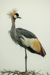 Fototapeta premium Grey crowned crane on thornbush turning head