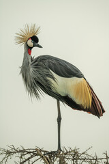 Grey crowned crane on thornbush looking round