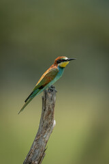 European bee-eater on tree stump in profile