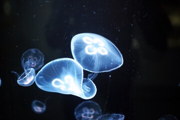 神秘な世界を泳ぐクラゲ