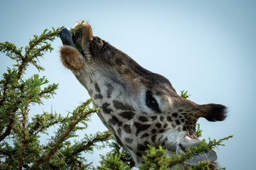 Obraz premium Close-up of Masai giraffe feeding from thornbush