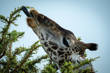 Close-up of Masai giraffe eating thornbush leaves