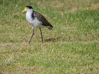 Hooded Plover
