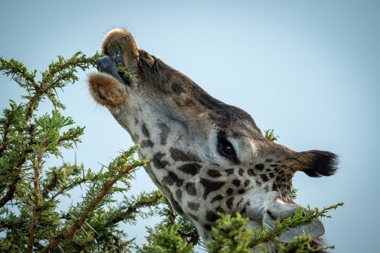Close-up of Masai giraffe feeding on thornbush