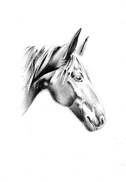 freehand horse head pencil drawing