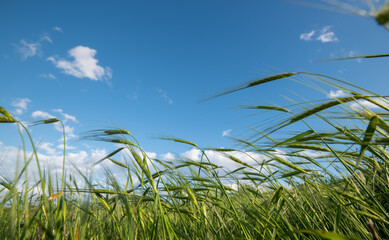 Wheat field with green cereal plants against blue sky.