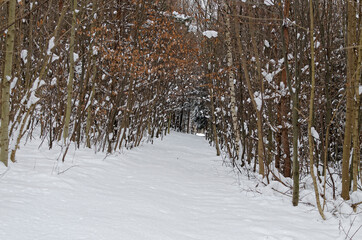 Fototapeta premium Zimowy krajobraz