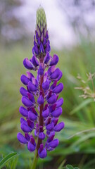 close up of a flower