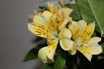 Obraz premium bright yellow lily blossoms and green leaves