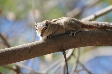 Obraz premium squirrel on a tree