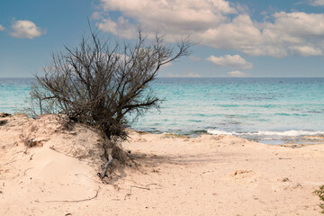 Piccolo albero secco sulla spiaggia