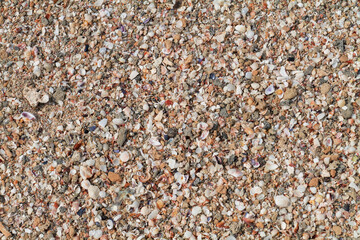 Conchiglie e ciottoli