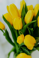 Naklejka premium Bright fresh yellow tulips closeup on white background. Tulips' buds closeup with water drops on petals and stem. Bunch of tulips with water drops closeup.
