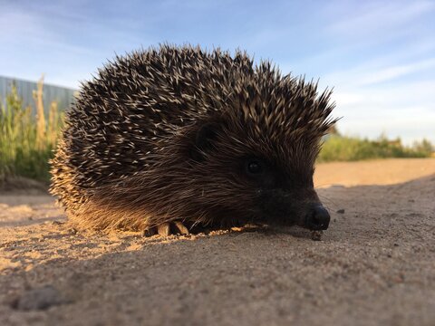 hedgehog in the garden