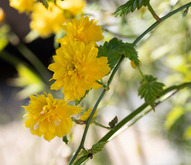 (Kerria japonica) Double flowered Japanese roses 'pleniflora', beautiful flowering shrub with...