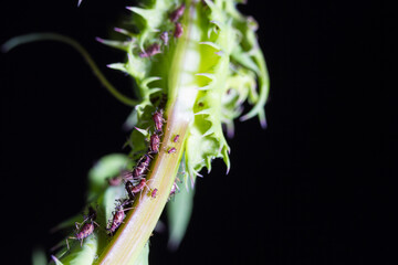 Colonia de Pulgones de la cerraja alimentándose de la savia de la planta