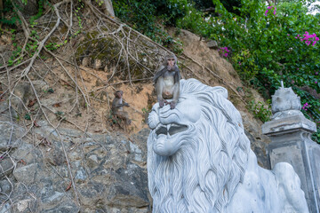 Fototapeta premium Wild monkey sitting on stone sculpture of lion at buddhist temple, Vietnam