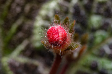 Small blooming red flower