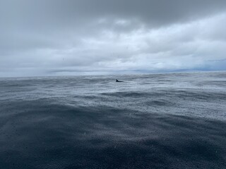 dolphin ocean Costa  Rica