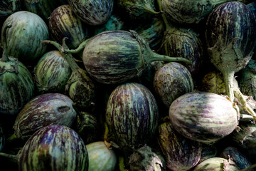 Fototapeta na wymiar closeup of eggplant, brinjal, in the market