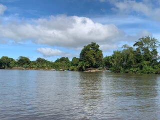 beach with trees