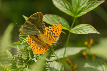Kaisermantel (Argynnis paphia) 