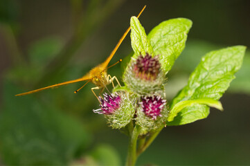 Kaisermantel (Argynnis paphia) 