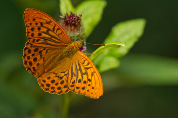 Kaisermantel (Argynnis paphia) 