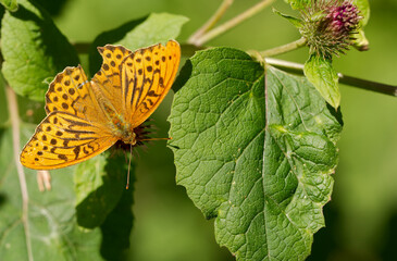 Kaisermantel (Argynnis paphia) 