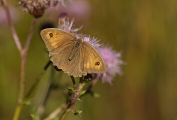 Großes Ochsenauge (Maniola jurtina)