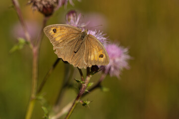 Großes Ochsenauge (Maniola jurtina)