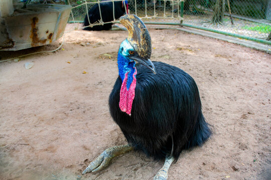 Pattaya, Thailand - January 18, 2019: Cassowary in a zoo in Million Years Stone Park