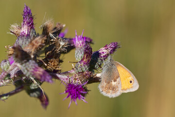 Kleines Wiesenvögelchen (Coenonympha pamphilus)