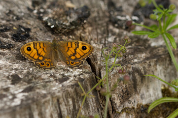 Mauerfuchs (Lasiommata megera)