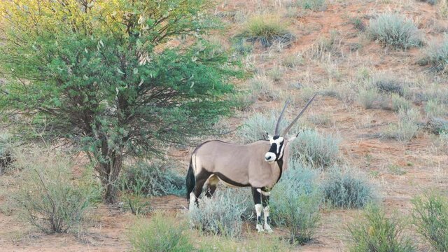 A gemsbok oryx standing in Kgalagadi Transfrontier Park during sunset - Kalahari desert, Upington, South Africa