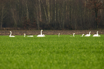 Singschwan (Cygnus cygnus)