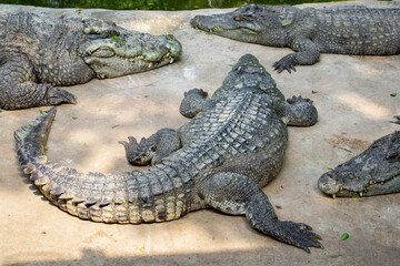 American crocodile Crocodylus acutus with an open mouth in Million Years Stone Park and Pattaya Crocodile Farm, Thailand