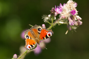 Tagpfauenauge (Inachis io)