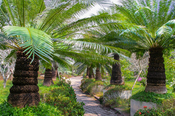 Fototapeta na wymiar PATTAYA, THAILAND - January 18,2019: Green palm trees in Nong Nooch Garden